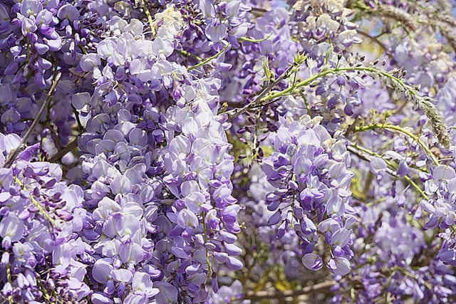 Glicynia chińska Blau Wisteria sinensis P9