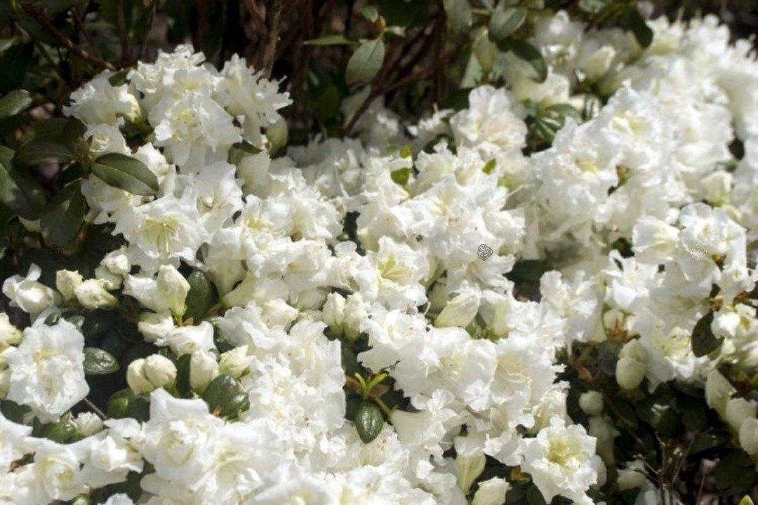 Azalia japońska Eisprinzessin PBR Rhododendron obtusum C2