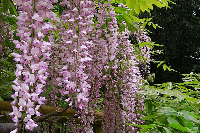 Glicynia kwiecista Honbeni Wisteria floribunda C2