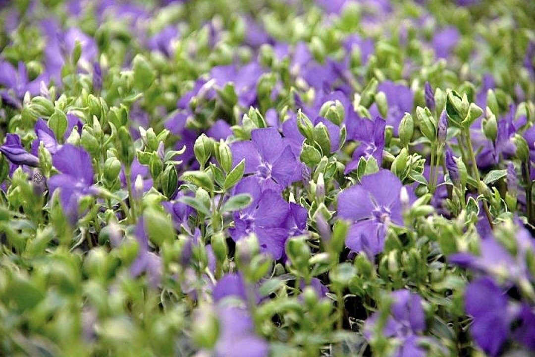 Barwinek pospolity Ralph Shugert Vinca minor P9