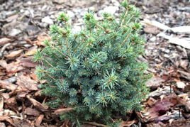 Świerk sitkajski Nana Picea sitchensis C5