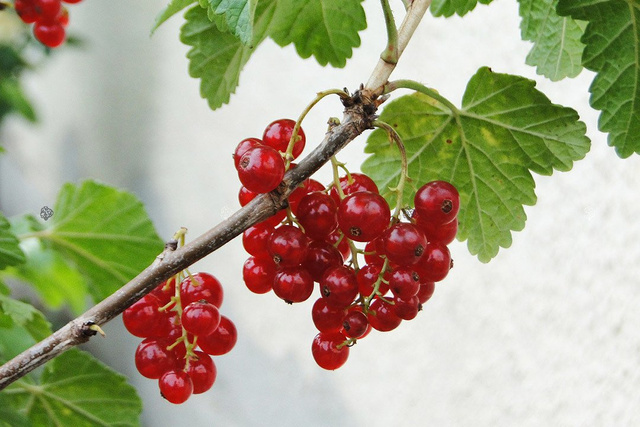 Porzeczka czerwona Ribes rubrum C2