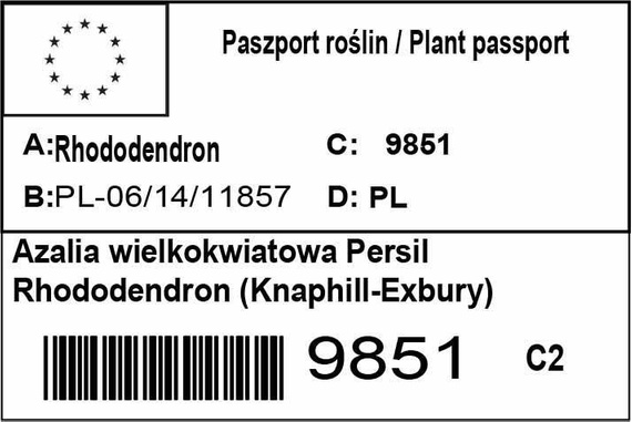 Azalia wielkokwiatowa Persil Rhododendron (Knaphill-Exbury) 