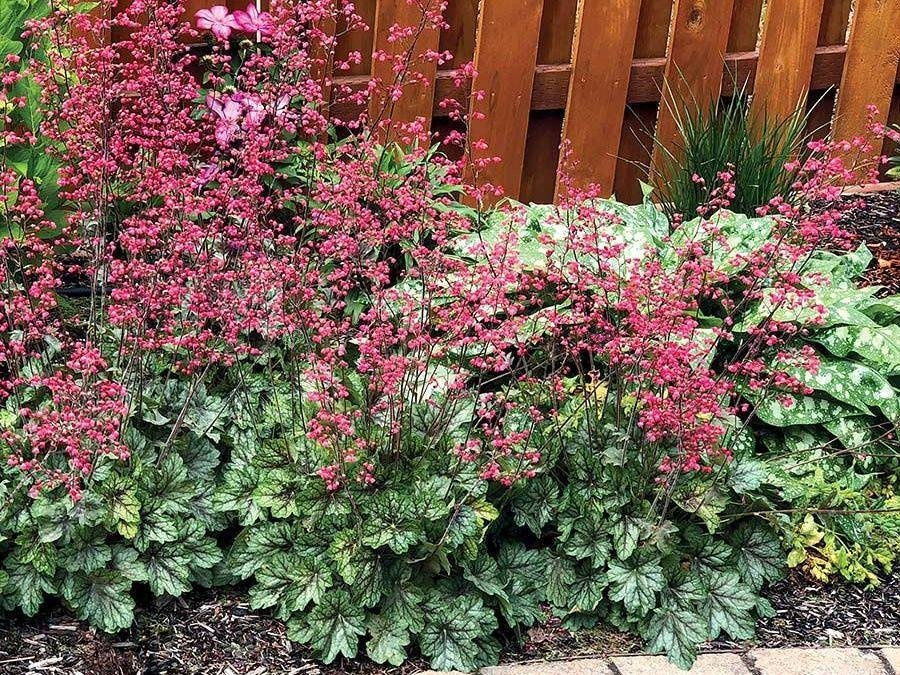 Żurawka Rex Peppermint PBR Heuchera C3