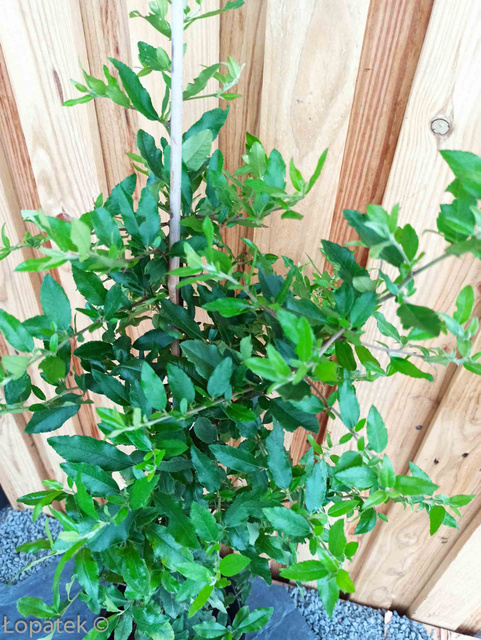 Ognik szkarłatny Red Column Pyracantha coccinea P9