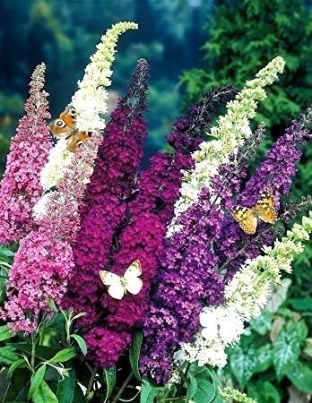 Budleja Davida Tricolor Buddleja davidii 3xP9