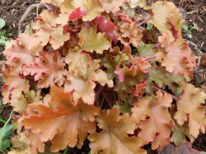 Żurawka Rex Dark Amber Heuchera C2