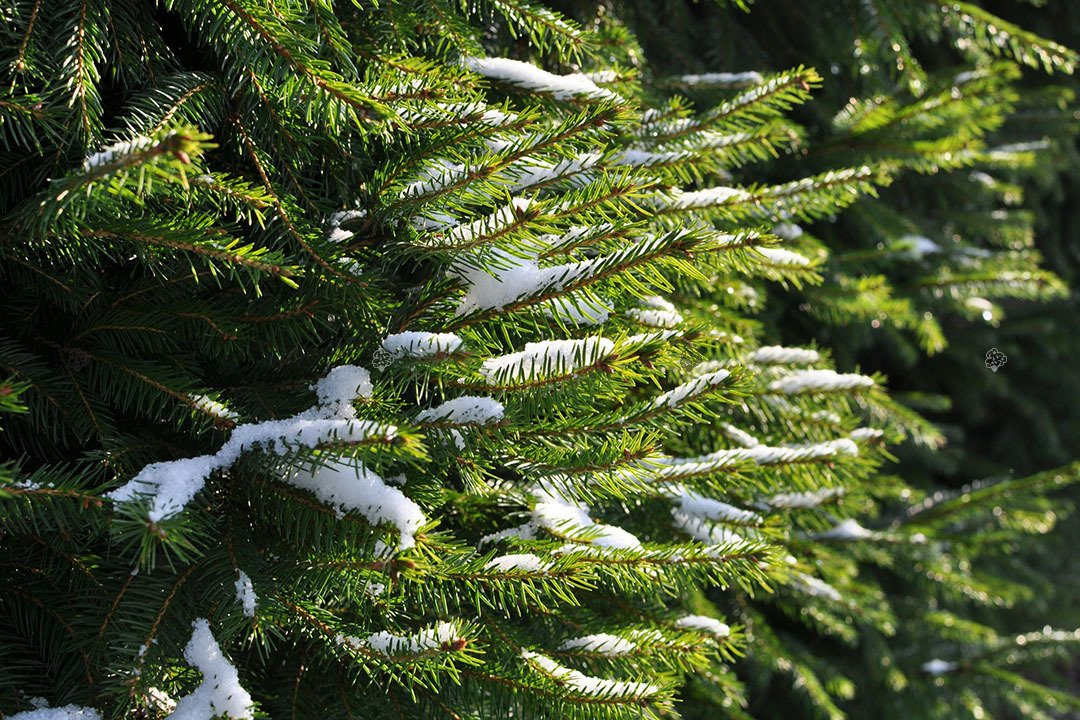 Świerk pospolity Picea abies C2