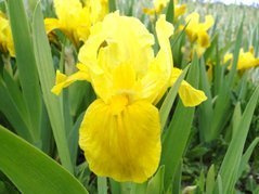 Irys miniaturowy Gleaming Gold Iris pumila C2