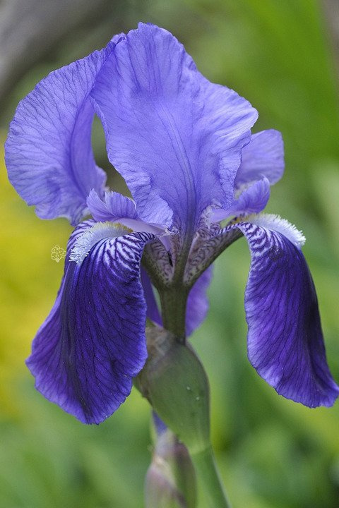 Kosaciec blady Variegata Iris pallida P9