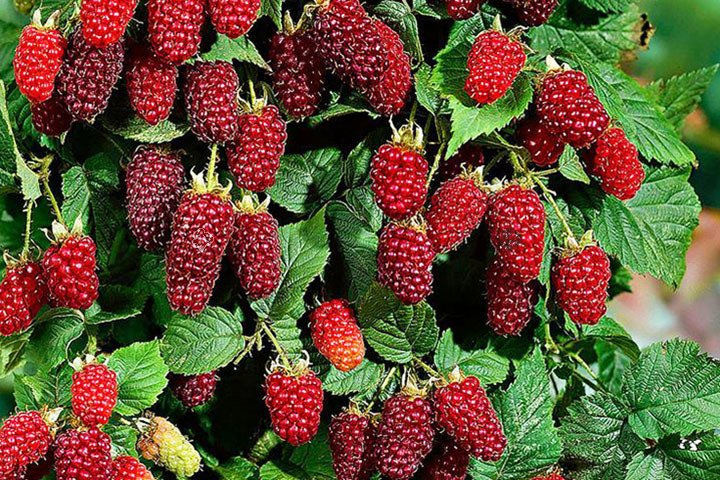 Malinojeżyna Tayberry Medana Rubus C2