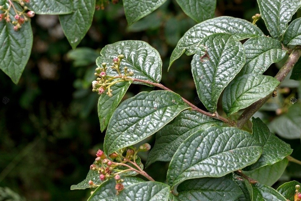 Irga pomarszczona Cotoneaster bullatus P9