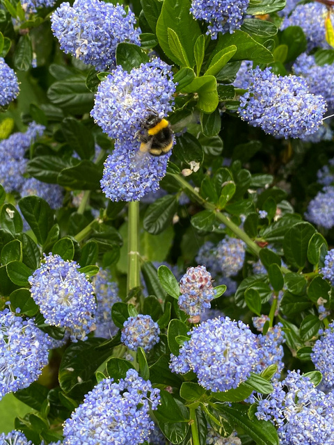 Prusznik Italian Skies Ceanothus P9