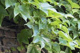 Winobluszcz trójklapowy Veitchii Parthenocissus tricuspidata C2