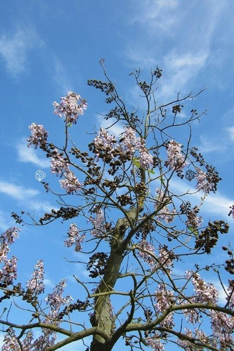 Paulownia cesarska Paulownia tomentosa C2