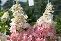 Hortensja bukietowa Pinky Winky PBR Hydrangea paniculata C5