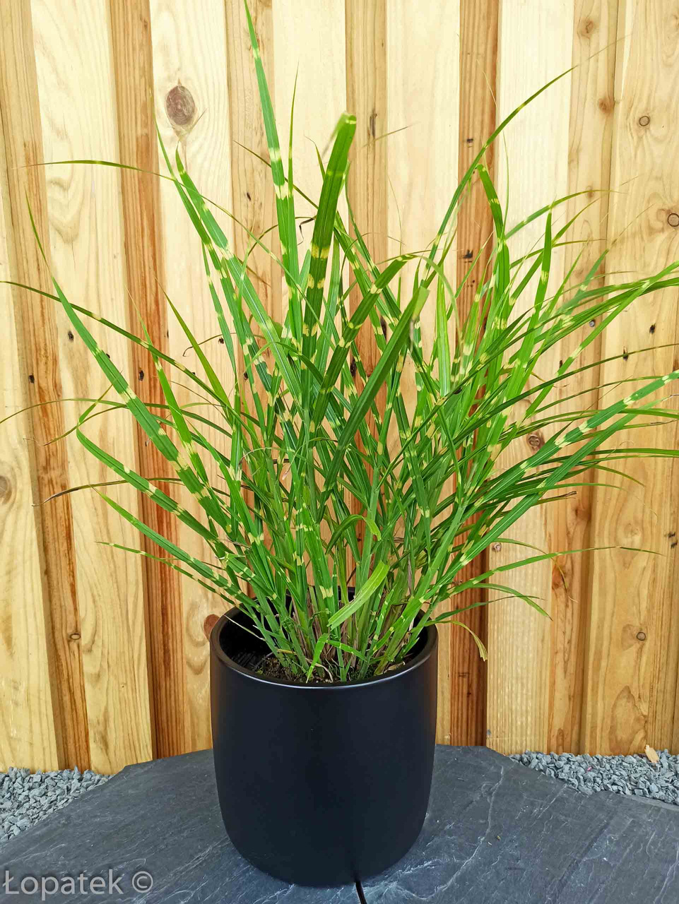 Miskant chiński Zebrinus Miscanthus sinensis P9