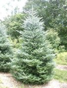 Jodła koreańska Silberlocke Abies koreana C5