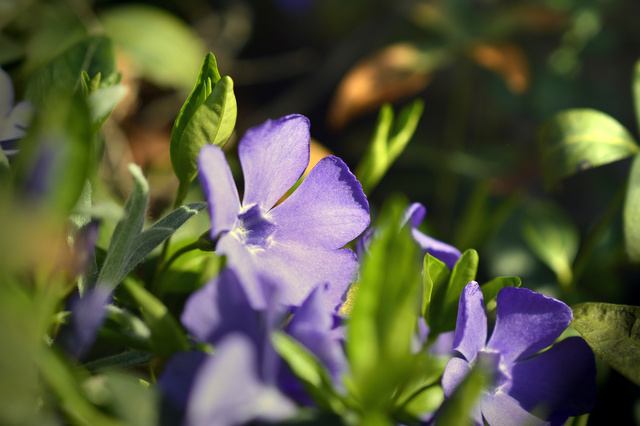 Barwinek pospolity Atropurpurea Plena Vinca minor P9