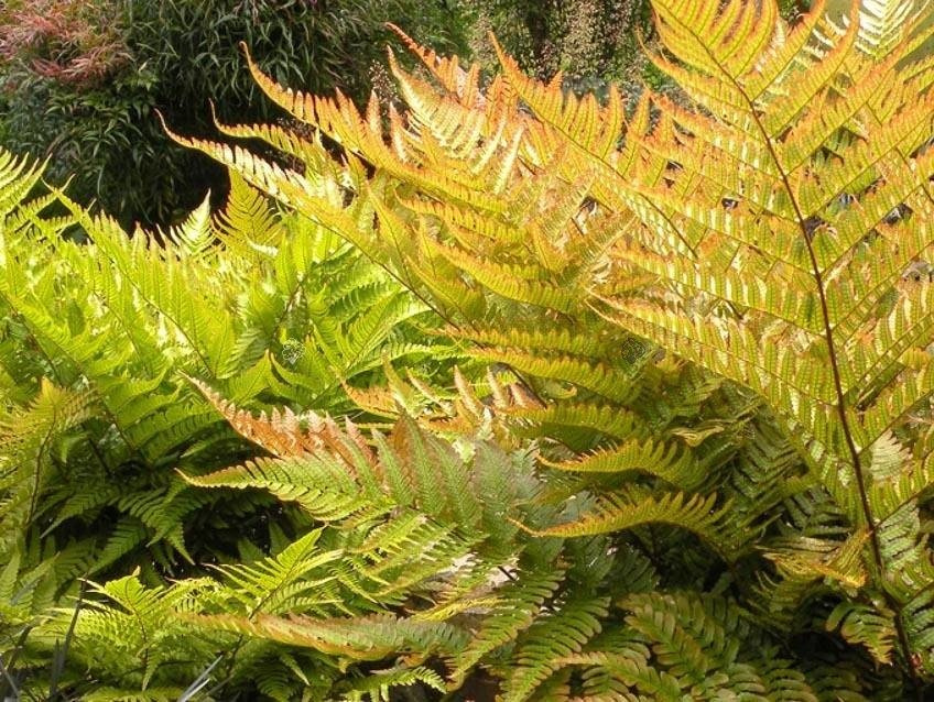 Narecznica czerwonozawijkowa Dryopteris erythrosora C3