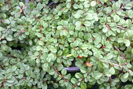 Irga płożąca Streib's Findling Cotoneaster procumbens C2