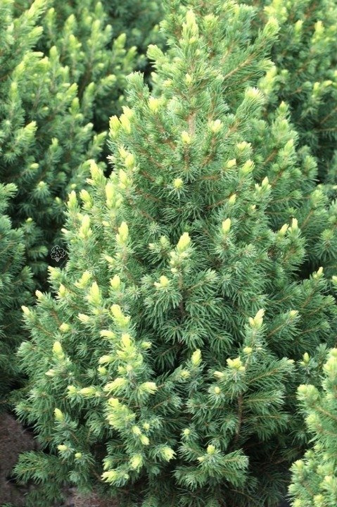 Świerk biały Rainbow's End Picea glauca C3