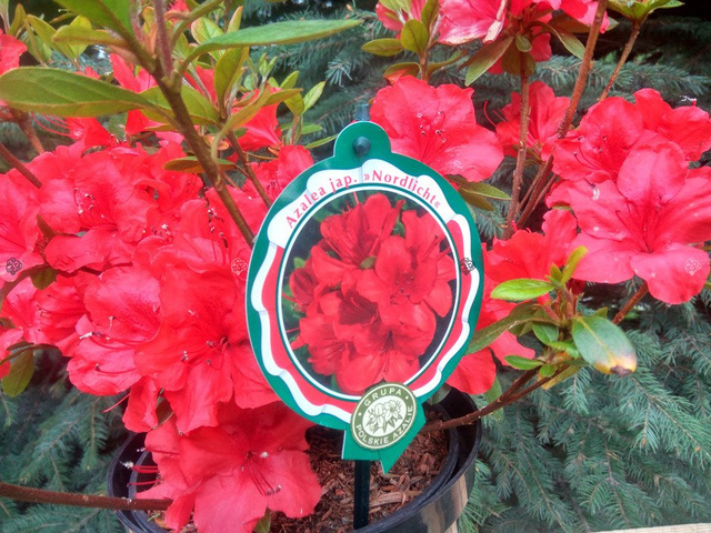 Azalia japońska Nordlicht Rhododendron obtusum C2
