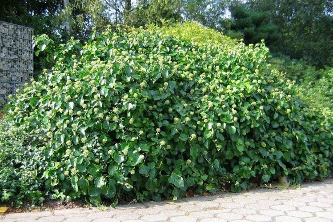 Bluszcz pospolity Arborescens Hedera helix P9