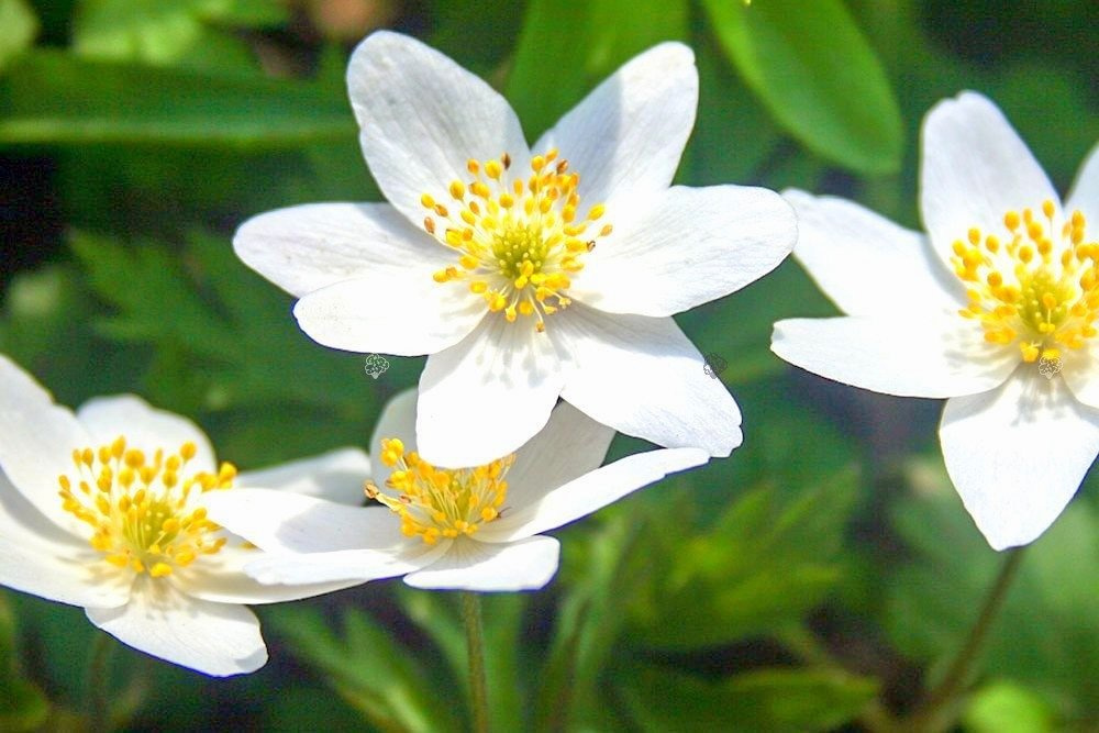 Zawilec gajowy Anemone nemorosa P9