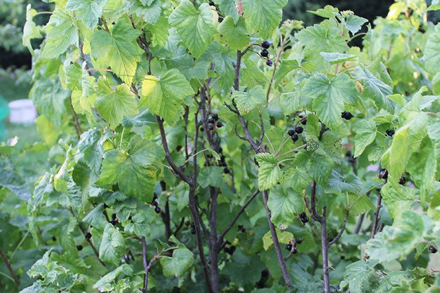 Porzeczka czarna Ribes nigrum C2