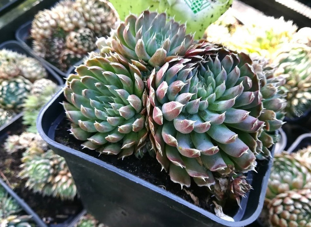 Rojnik Blue Star Sempervivum P9