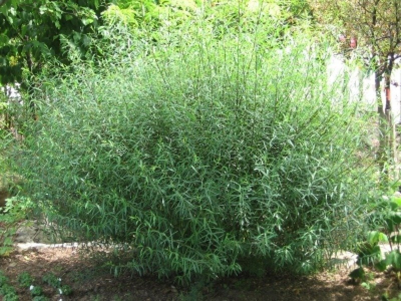 Wierzba purpurowa Nana Salix purpurea C2