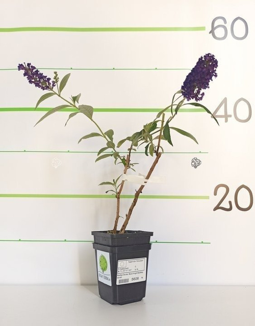 Budleja Davida Black Knight Buddleja davidii P9
