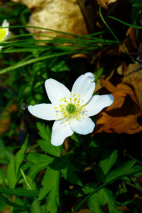Zawilec wielkokwiatowy Anemone sylvestris P9