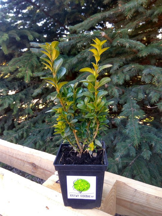 Bukszpan wieczniezielony Buxus sempervirens C3
