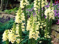 Naparstnica zwyczajna Carillon Digitalis grandiflora P9