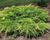 Jałowiec Pfitzera Gold Coast Juniperus pfitzeriana C5