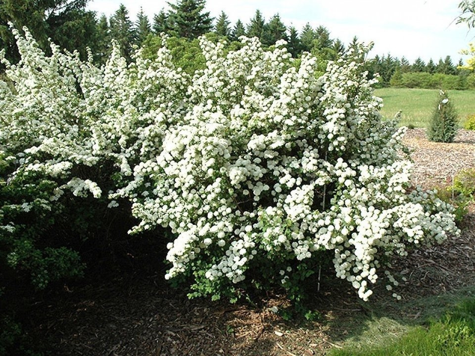 Tawuła trójłatkowa Spiraea trilobata C2