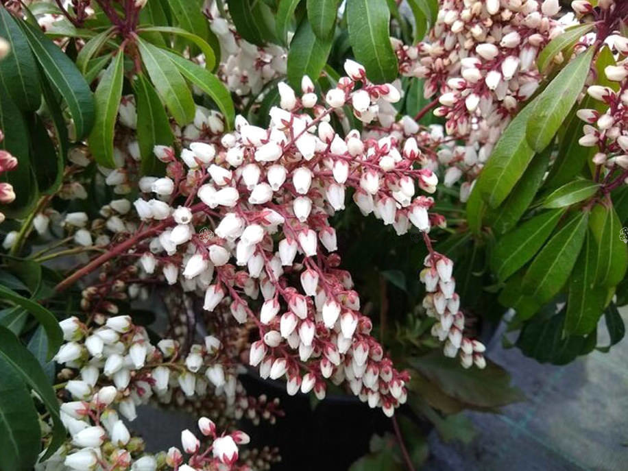 Pieris japoński Bonfire Pieris japonica C1,5