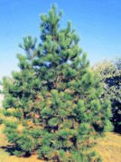 Sosna żółta Pinus ponderosa C3
