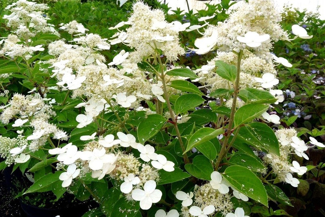 Hortensja bukietowa Prim White PBR Hydrangea paniculata C5