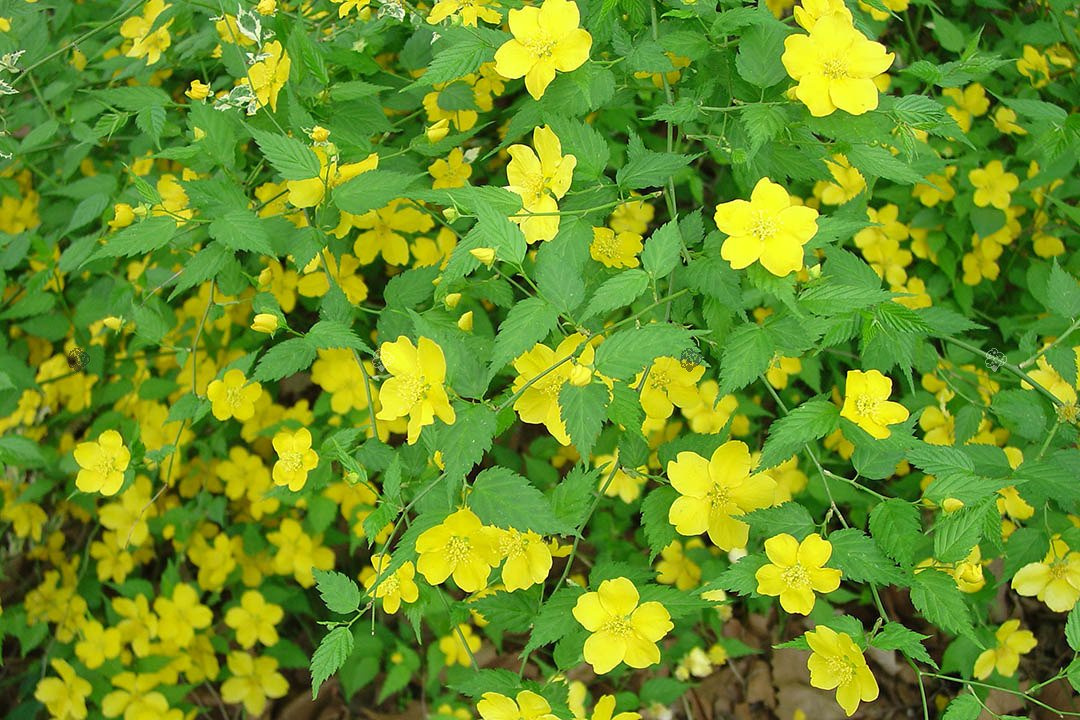 Złotlin japoński Golden Guinea Kerria japonica P9