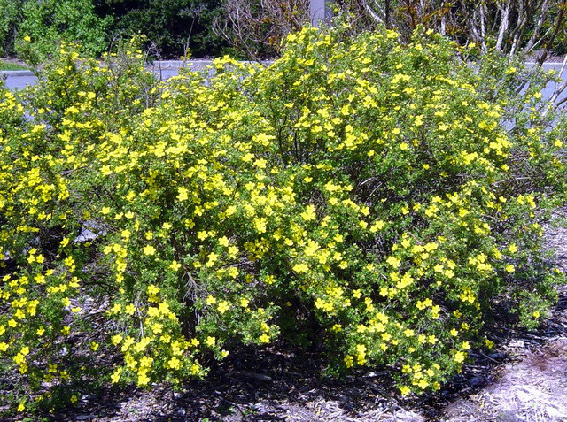 Pięciornik krzewiasty Klondike Potentilla fruticosa C2