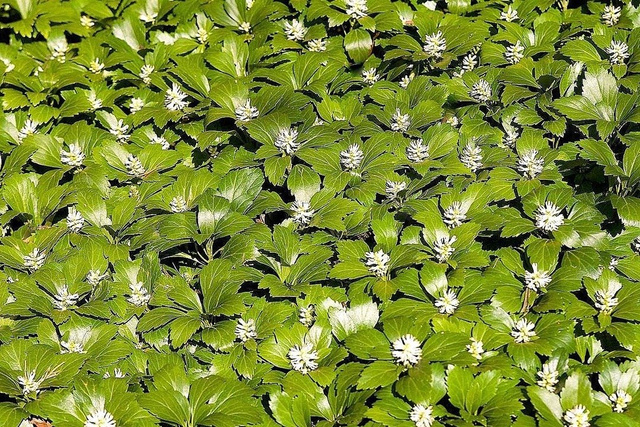Runianka japońska Green Carpet Pachysandra terminalis