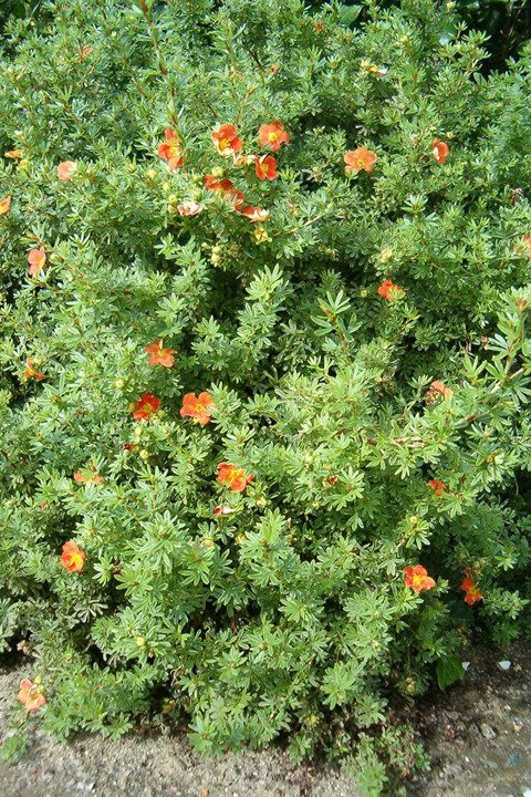 Pięciornik krzewiasty Red Ace Potentilla fruticosa P9