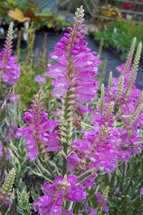 Odętka wirginijska Bouquet Rose Physostegia virginiana P9