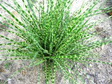 Miskant chiński Gold Bar PBR Miscanthus sinensis C3