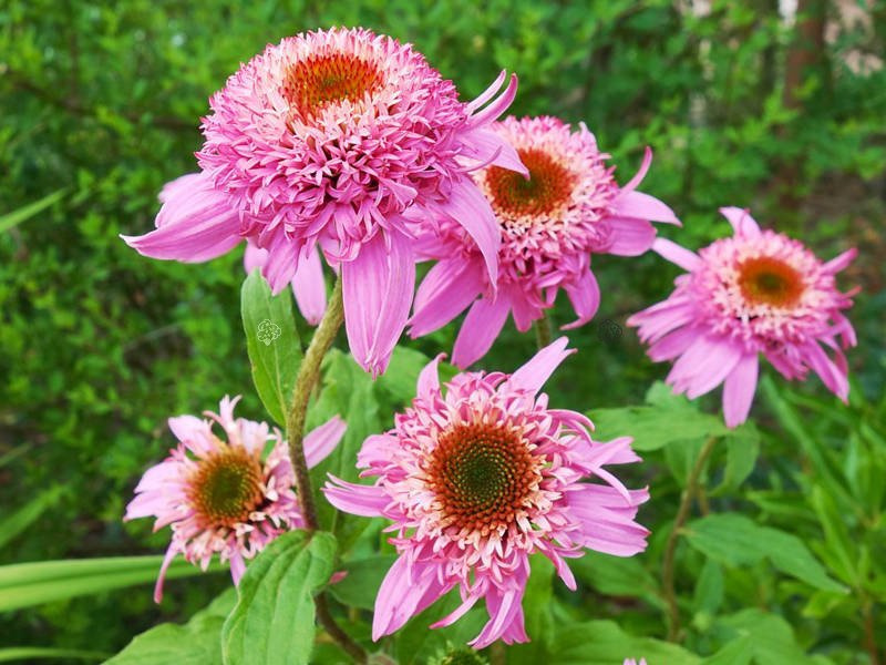 Jeżówka Pink Double Delight PBR Echinacea hybrida C2
