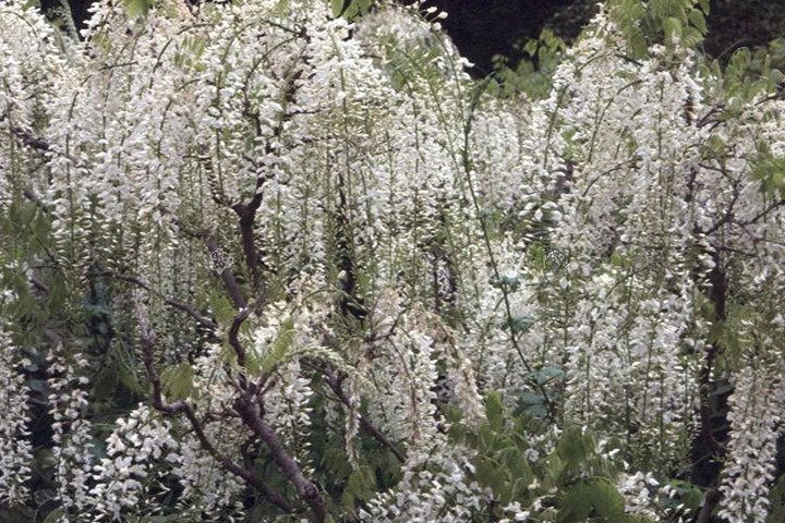 Glicynia chińska Alba Wisteria sinensis C2