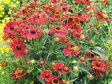 Dzielżan jesienny Helena Red Helenium autumnale P9